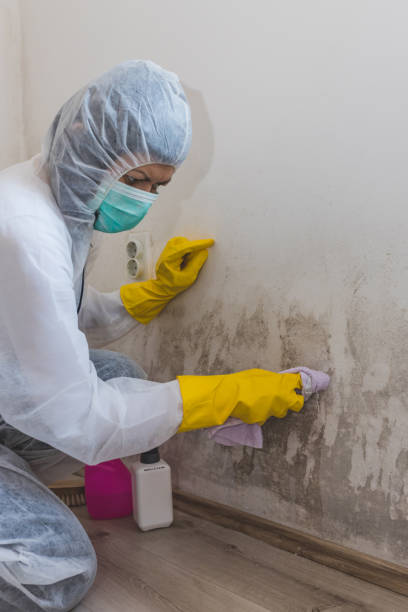 Best Dehumidification Services  in New Britain, CT